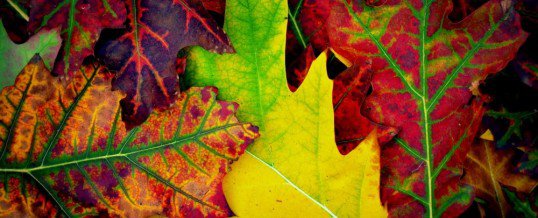 Herbst-Aktion
